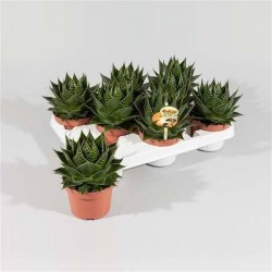 ALOE cosmo H17 P11