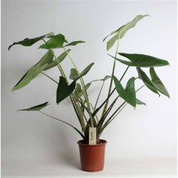 ALOCASIA zebrina H75 P21