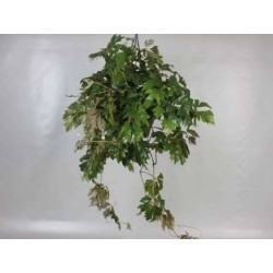 Cissus ellen danica...