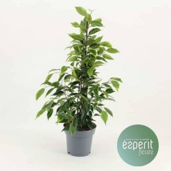 Ficus benjamina anastasia...