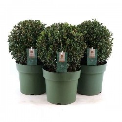 Ilex crenata boulø25-h40-p21