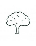 Feuillus