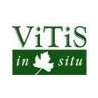VITIS IN SITU